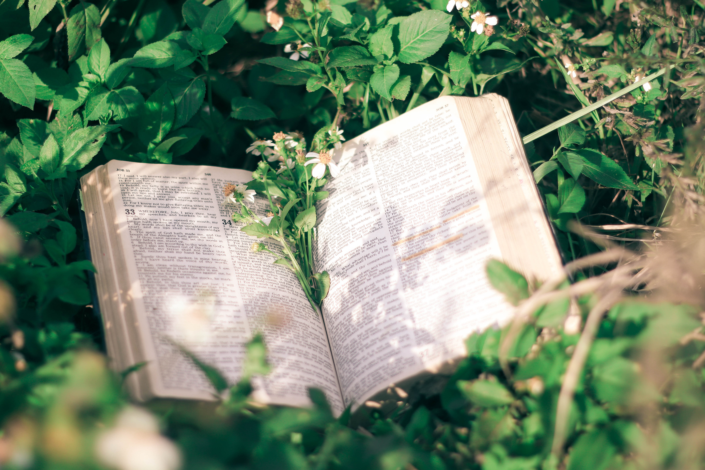 A Bible with Flowers Near Green Leaves